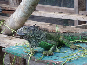 At the Iguana Project