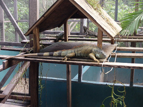At the Iguana Project