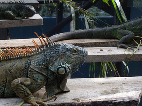 At the Iguana Project