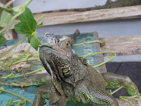 At the Iguana Project