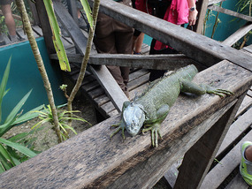 At the Iguana Project