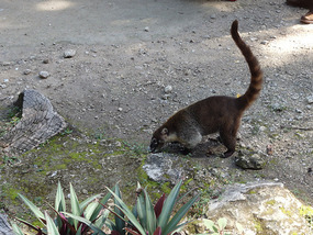 At Tikal--can't get away from the "racoons"
