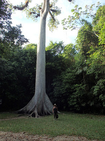 At Tikal--giant Ceiba tree
