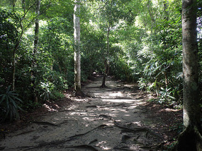 Some serious jungle
