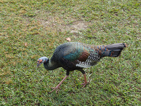 Wild turkey at Tikal