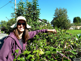 picking blackberies