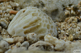 pretty coral