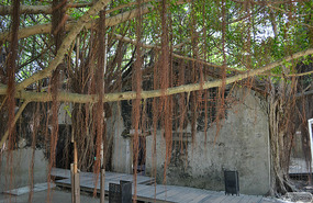 Banyans tree at Anping tree house