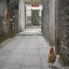chicken