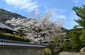 cherry tree