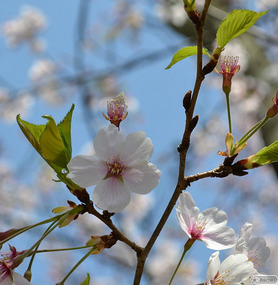 Blossom and new leaves