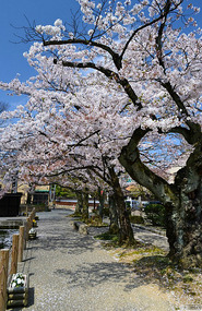 Cherry blossom