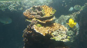 Maui Ocean Center1