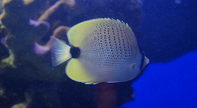 Maui Ocean Center10
