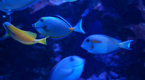 Maui Ocean Center11
