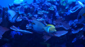 Maui Ocean Center12