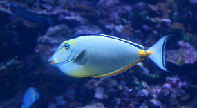 Maui Ocean Center14