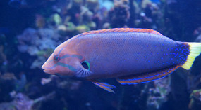 Maui Ocean Center15