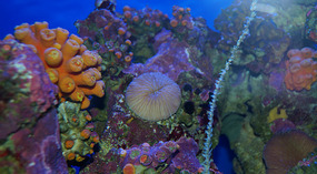 Maui Ocean Center16