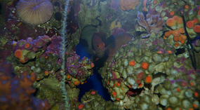Maui Ocean Center17