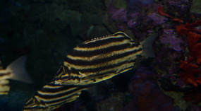 Maui Ocean Center18