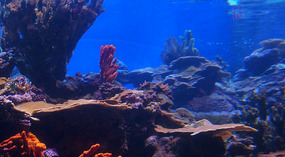 Maui Ocean Center19