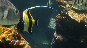 Maui Ocean Center2