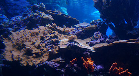 Maui Ocean Center20
