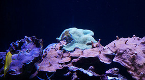 Maui Ocean Center21