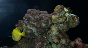 Maui Ocean Center22