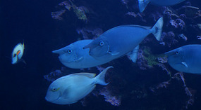 Maui Ocean Center24