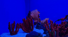 Maui Ocean Center28