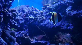 Maui Ocean Center29