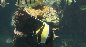 Maui Ocean Center3