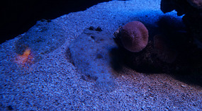 Maui Ocean Center30