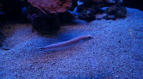 Maui Ocean Center31