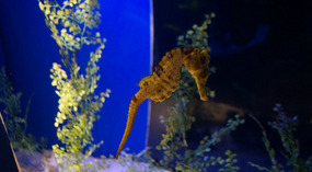 Maui Ocean Center32