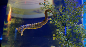 Maui Ocean Center33