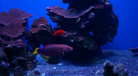 Maui Ocean Center35
