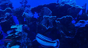 Maui Ocean Center36