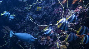 Maui Ocean Center37
