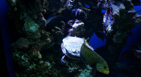 Maui Ocean Center38