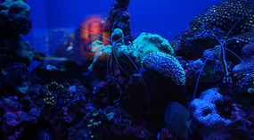 Maui Ocean Center39