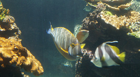 Maui Ocean Center4