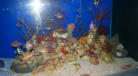 Maui Ocean Center40