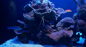 Maui Ocean Center41