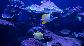 Maui Ocean Center42