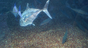 Maui Ocean Center44