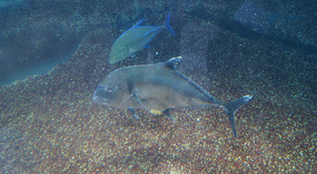 Maui Ocean Center45
