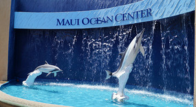 Maui Ocean Center47
